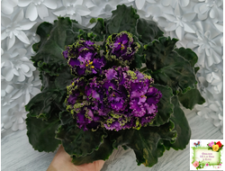 АВ-Гром и Молнии (Фиалковод) 2019 г.