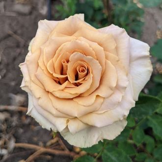 Тоффи (Toffee)  Brown Breeding