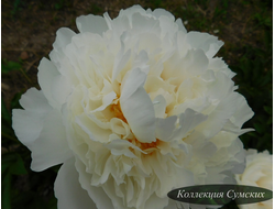 Пион Grand Massive (Гранд Массив)