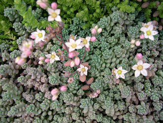Sedum dasyphyllum, Седум дасифиллюм, Очиток густолистый, Толстянка ...
