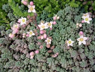 Sedum Dasyphyllum