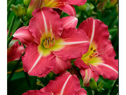 Лилейник Матрешка