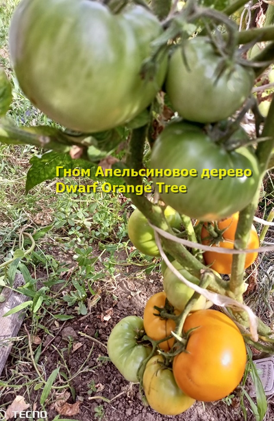 Гном Апельсиновое дерево (Dwarf Orange Tree, Австралия, США )