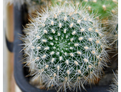 Rebutia senilis v.lilacino-rosea (D=15-20мм) детка без корней