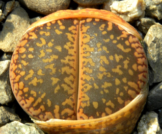 Lithops aucampiae (Kuruman form) C325 (MG-1550.5)