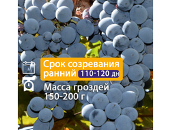 Кишмиш Гленора сидлис