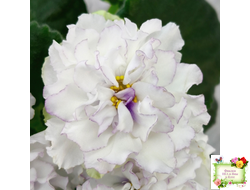 РМ-Прекрасный Жемчуг (Н. Скорнякова) 2022 г.