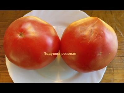 Томат Подушка розовая