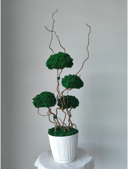 Живая эко-композиция 1001