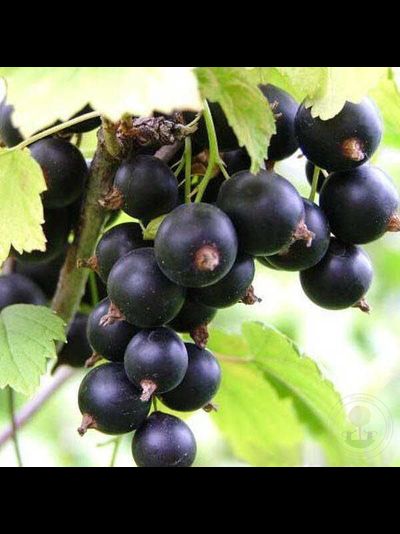 Очарование (черная смородина), 2-3 года, ЗКС