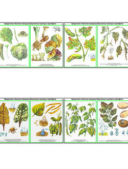 Плакаты ПРОФТЕХ "Вредит., болезни овощн., бахчев., картоф. культ." Часть 2 (22 пл, винил, 70х100)