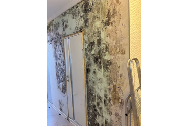 Дезинфекция от плесени