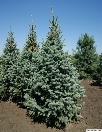Ель колючая Ретрофлекса - Retroflexa