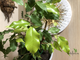 Ficus Benjamina "Golden Monique" / фикус бенджамина голден моник -Азия