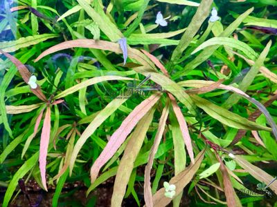 Гигрофила иволистная (ветка)