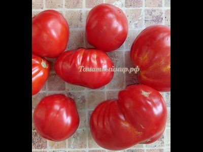 Томат 100 пудов