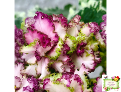 АВ-Буря Эмоций (Фиалковод) 2020 г.