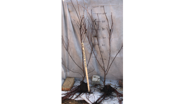 Саженцы вишни "Омская Ночка" перед закладкой на зимнее хранение.