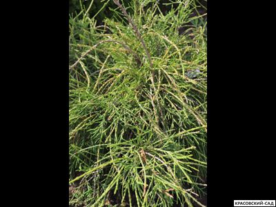 Туя Филиформис - Filiformis