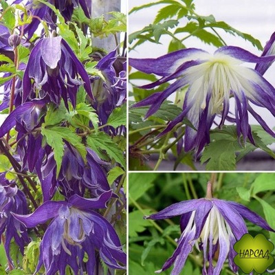 Клематис "Blue Surprise" (Блю Сюрпрайз) (саженец 2 года) без обрезки (зимовавший саженец)