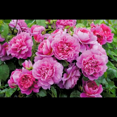 Принцесса Анна (Princess Anne)