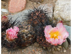 Tephrocactus geometricus VG-394 - 2 семени