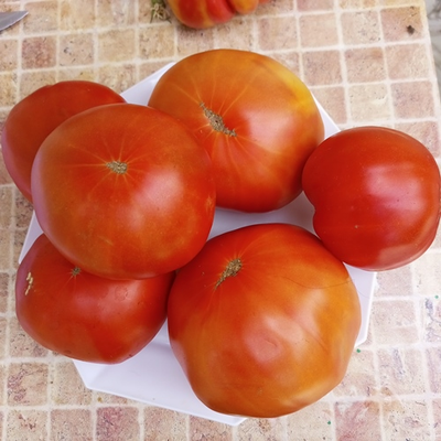 Томат Маршал Победа