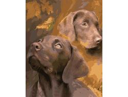 GX 5276 ���������� ���������