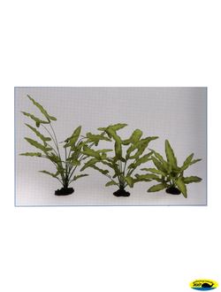 81013-13  Растение шелк. Анубиас Хастифолия 13см