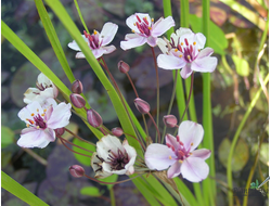 Сусак зонтичный (Butomus umbellatus)