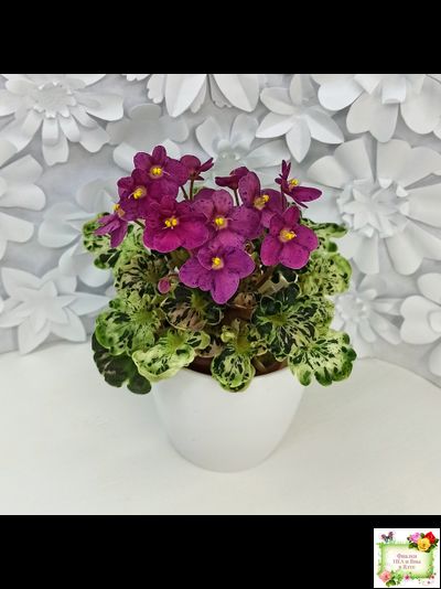 Mac's Pizzicato Paradise (G.McDonald) (пестролистный гёрл)