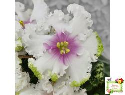 Р-Ярило Люкс (В. Зуб) 2022 г.