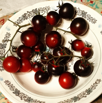 Семена томата Хельсинг Джаншн Блюз