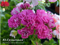 Пеларгония Грушенька
