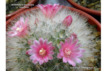 Mammillaria bocasana v. roseiflora