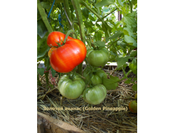 Томат Золотой ананас (Golden Pineapple)