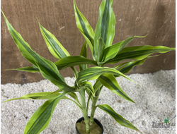 Драцена Сандера пестрая (горшок)