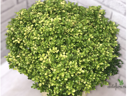 Муррайя микро золотой лист / Murraya micro ‘Golden leaf’