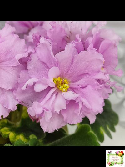 АВ-Поющие Пески (Фиалковод) 2021 г. (гёрл-листья с кроновой пестролистностью)