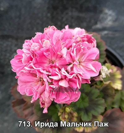 Предлагаю деток от таких пеларгоний. Survivor Idols Rosalinda, Odensio Black Mam