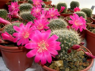 Rebutia senilis v. lilacino-rosea