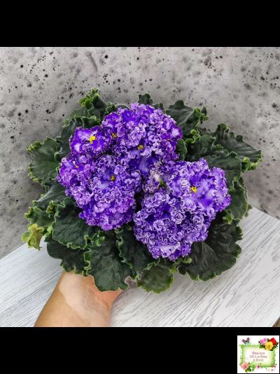 АВ-Озерная Фея (Фиалковод) 2017 г.