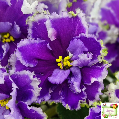 НД-Цветок Сирени (Н.Данилова-Суворова) 2022 г.