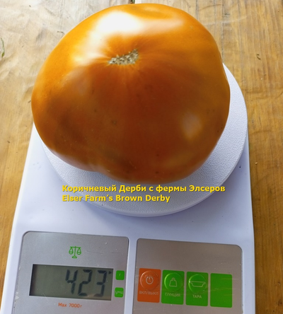 Томат Коричневый Дерби с фермы Элсеров (Elser Farm’s Brown Derby)