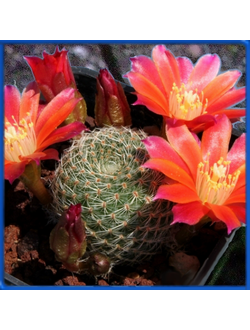 Aylostera heliosa v. theresae КК 1925