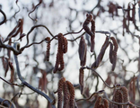 &quot;Ред Мэджестик&quot; лещина обыкновенная (Corylus avellana &#039;Red Majestic&#039;)