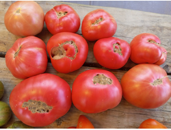 Томат Спасские из Рязани