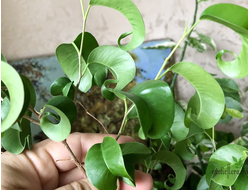 Ficus Benjamina Buklee / фикус букле