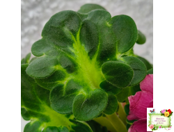 ВаТ-Супер Мама (Т.Валькова) 2020 г.