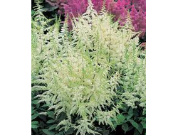 Астильба японская Элли ( Ellie)